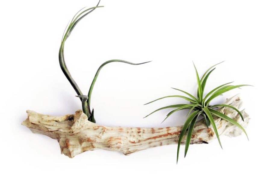 do air plants have roots