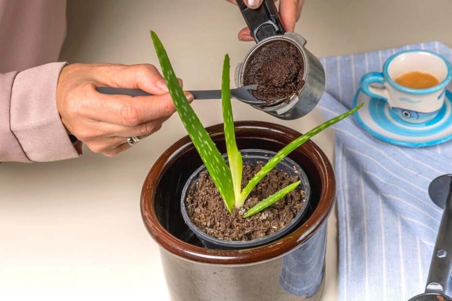 Do Aloe Plants Like Coffee Grounds