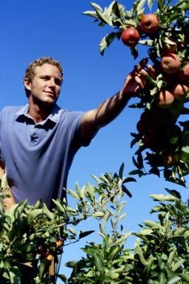 Do Apple Trees Like Coffee Grounds