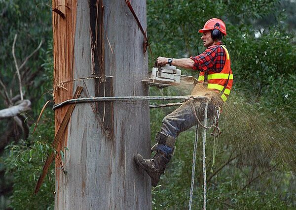 do arborists cut down trees