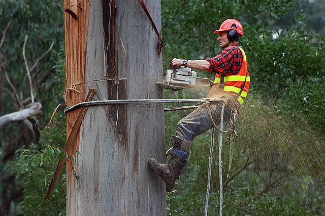 do arborists cut down trees