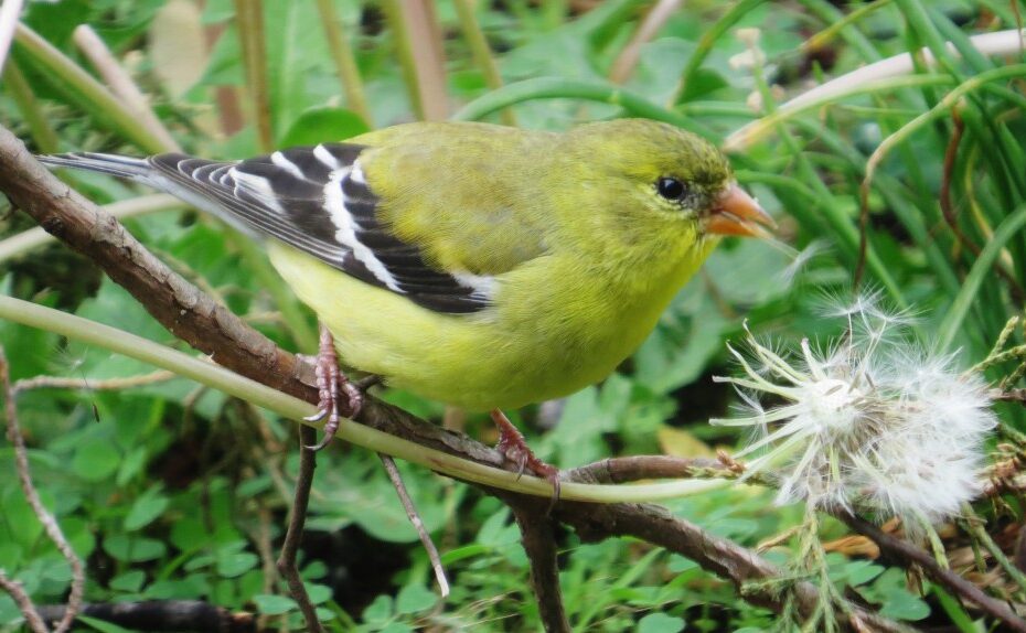 do birds eat dandelion seeds