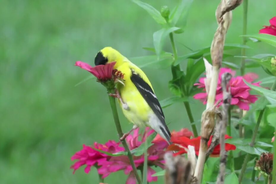 Do Birds Eat Zinnia Seeds