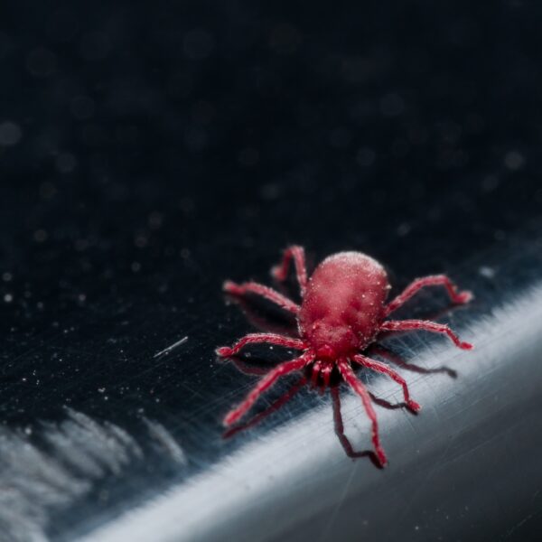 do chiggers live in mulch scaled