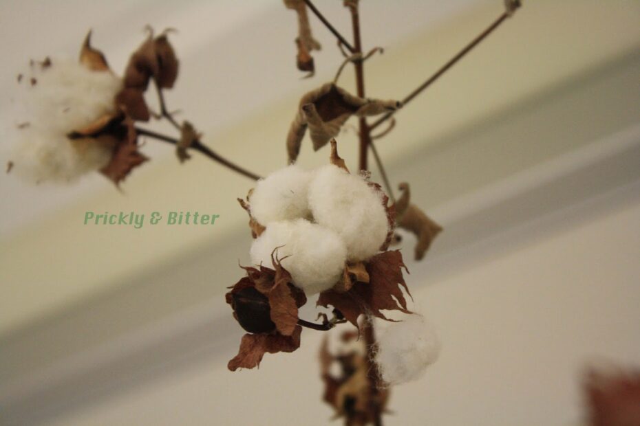 Do Cotton Plants Have Thorns