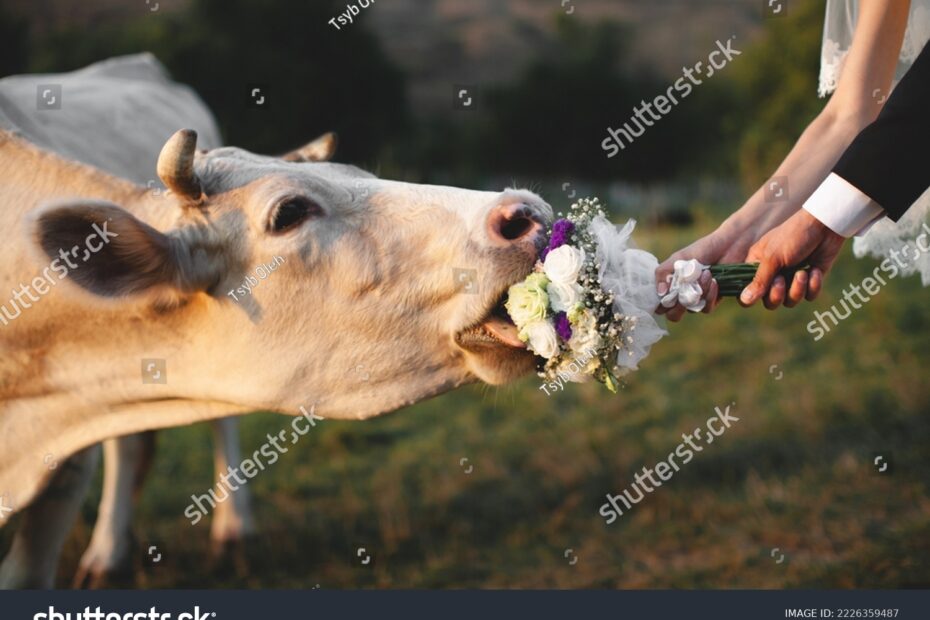 do cows eat flowers