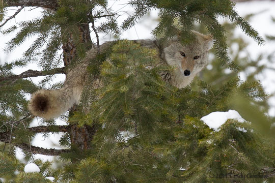 Do Coyotes Climb Trees