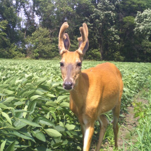 do deer eat bean plants