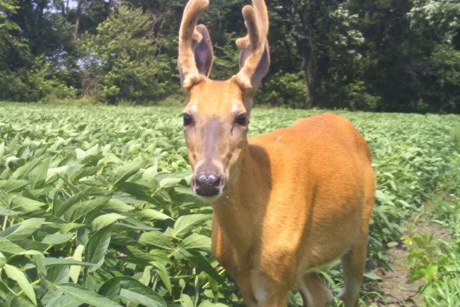 Do Deer Eat Bean Plants UpGardening