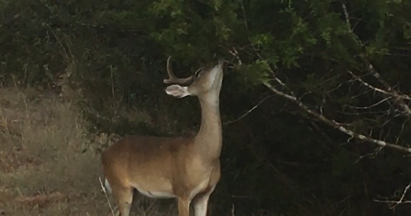 Do Deer Eat Cedar Trees