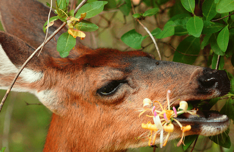 Do Deer Eat Cherry Trees