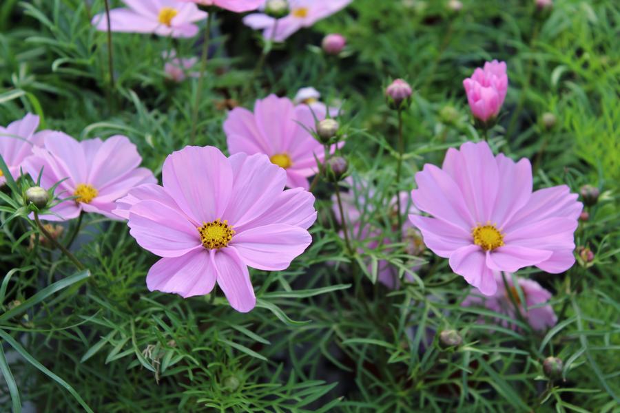 Do Deer Eat Cosmos Plants