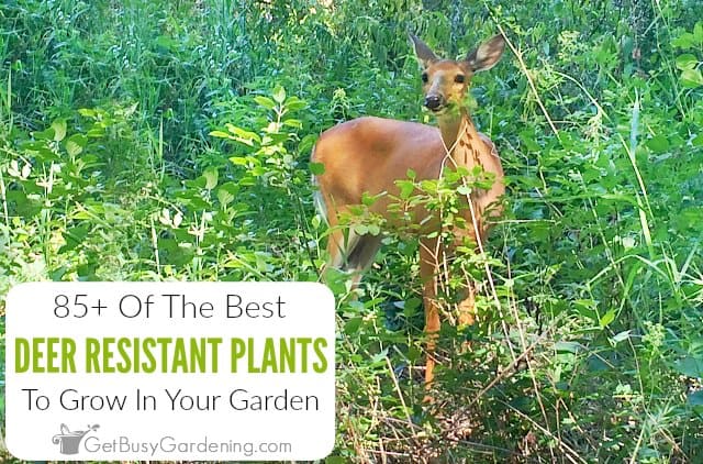 do deer eat dill plants