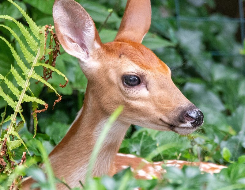 do deer eat ferns plants