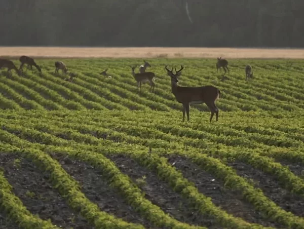 do deer eat green bean plants