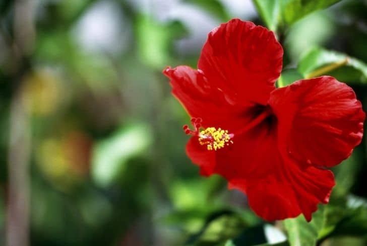 do deer eat hibiscus plants