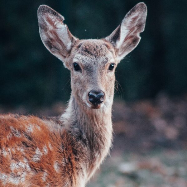 do deer eat ice plant