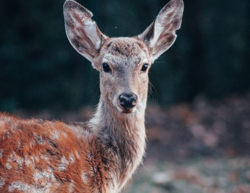 do deer eat ice plant