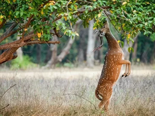 do deer eat japanese maple trees