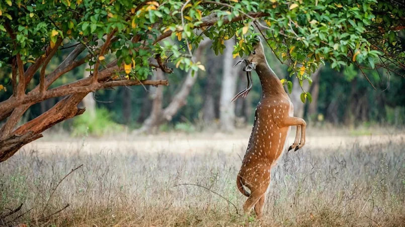 do deer eat japanese maple trees