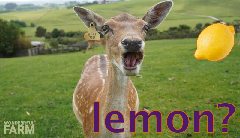 do deer eat lemon trees