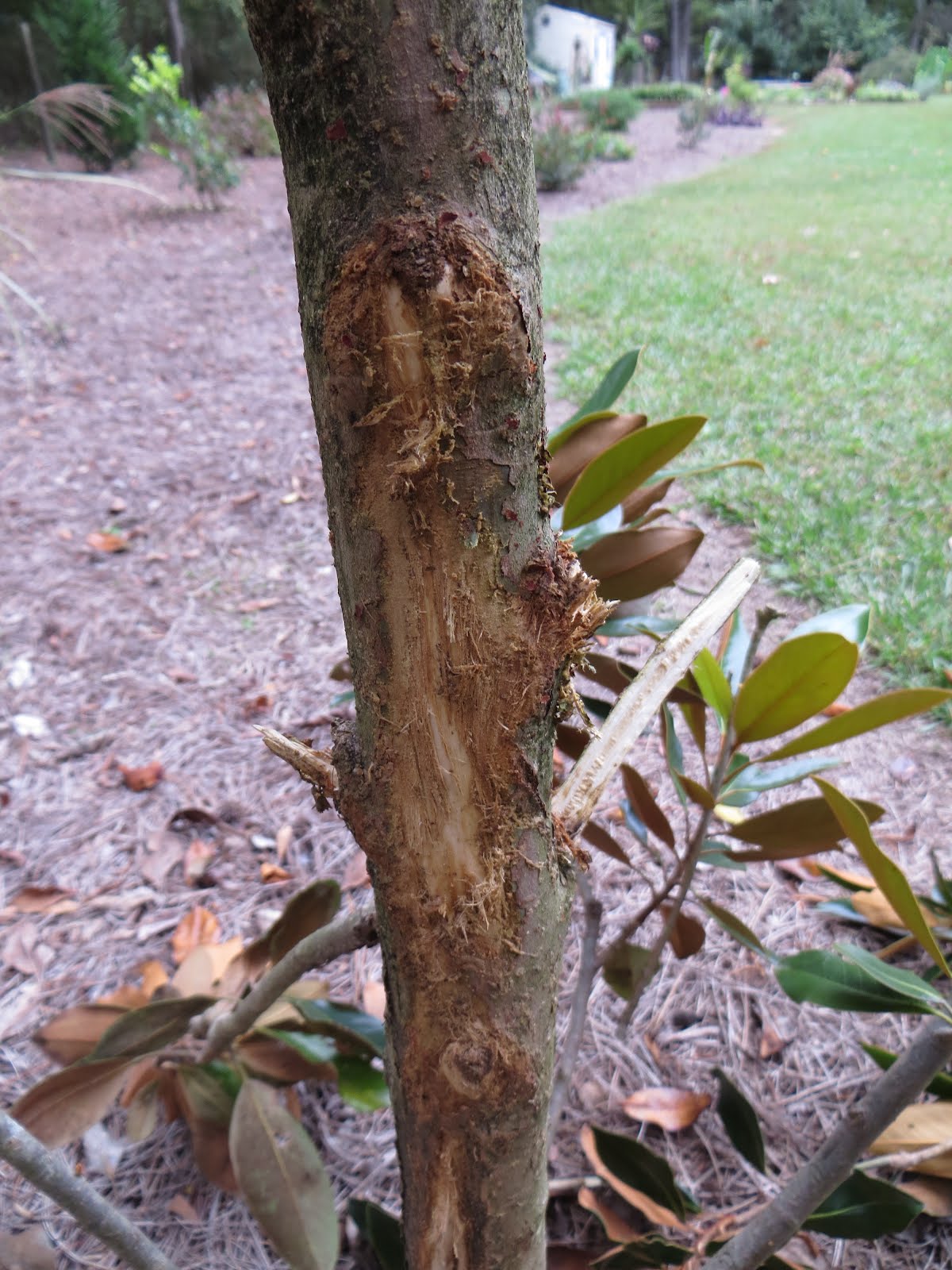 Do Deer Eat Magnolia Trees