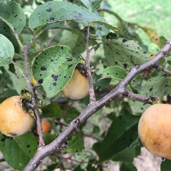 do deer eat persimmon trees