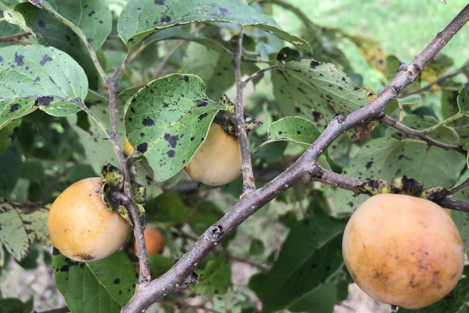 do deer eat persimmon trees