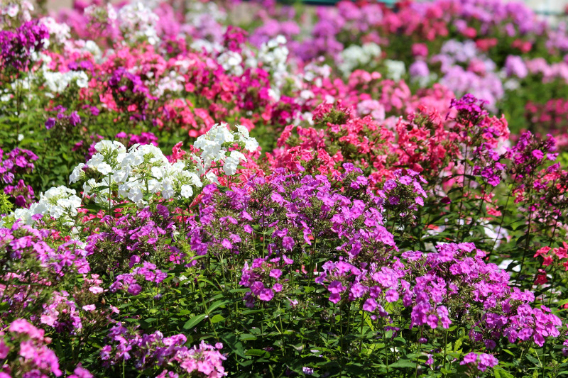 Do Deer Eat Phlox Plants