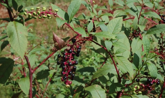 Do Deer Eat Pokeweed