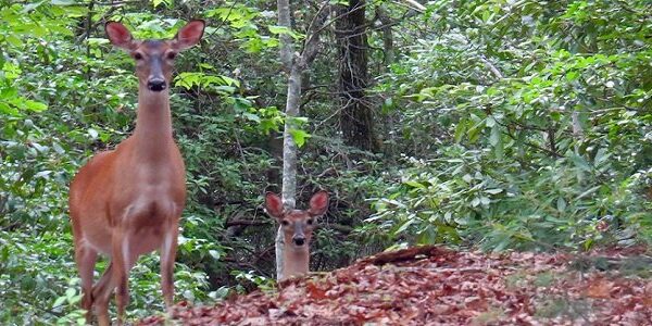do deer eat pomegranate trees