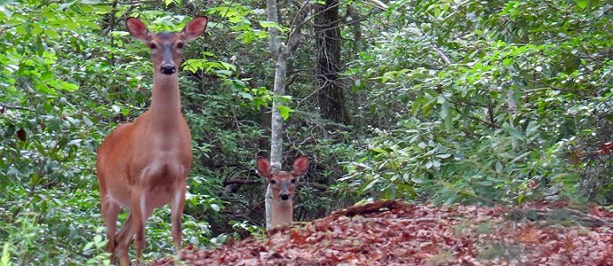 do deer eat pomegranate trees