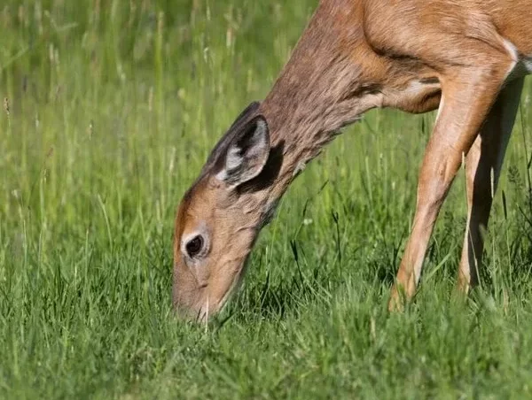 do deer eat rhubarb plants