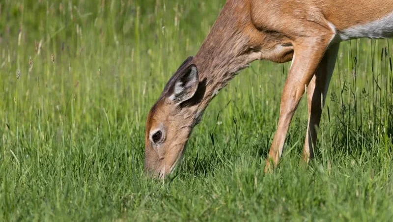 do deer eat rhubarb plants