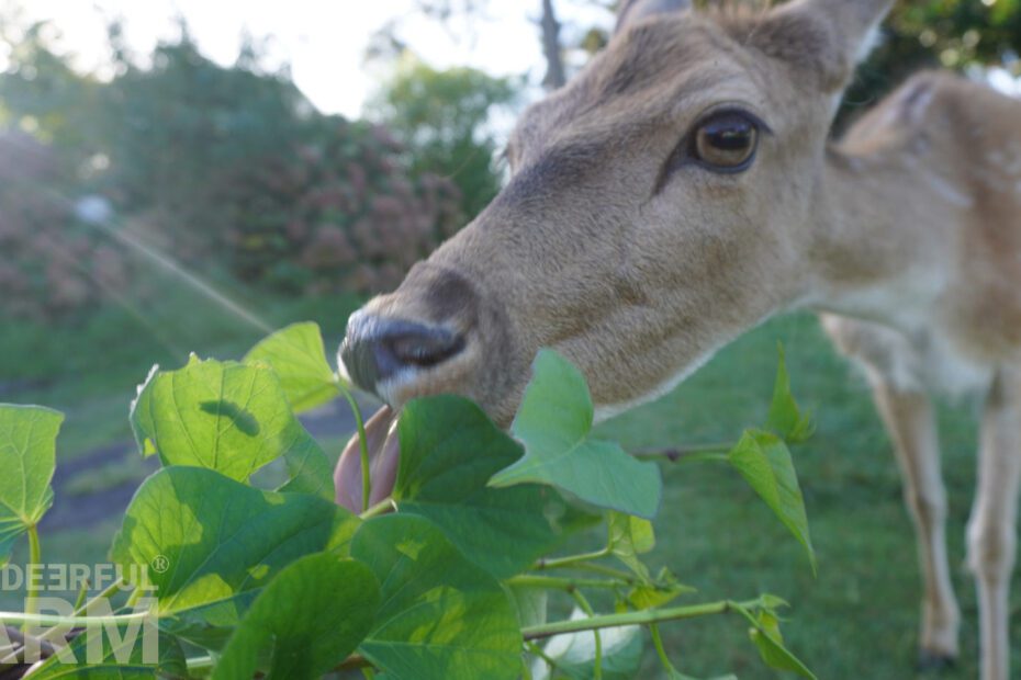 Do Deer Eat Sweet Potato Plants