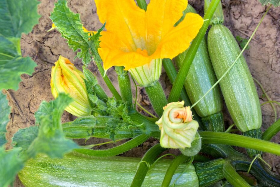 Do Deer Eat Zucchini Plants