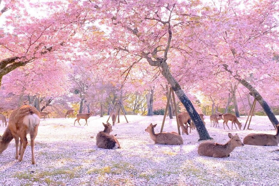 Do Deer Like Cherry Trees