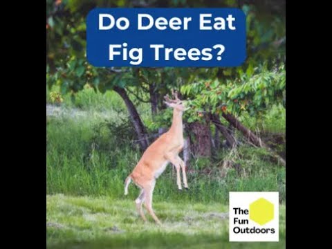 do deer like fig trees