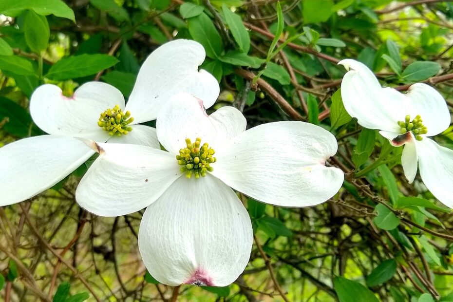 Do Dogwood Trees Grow in the Middle East