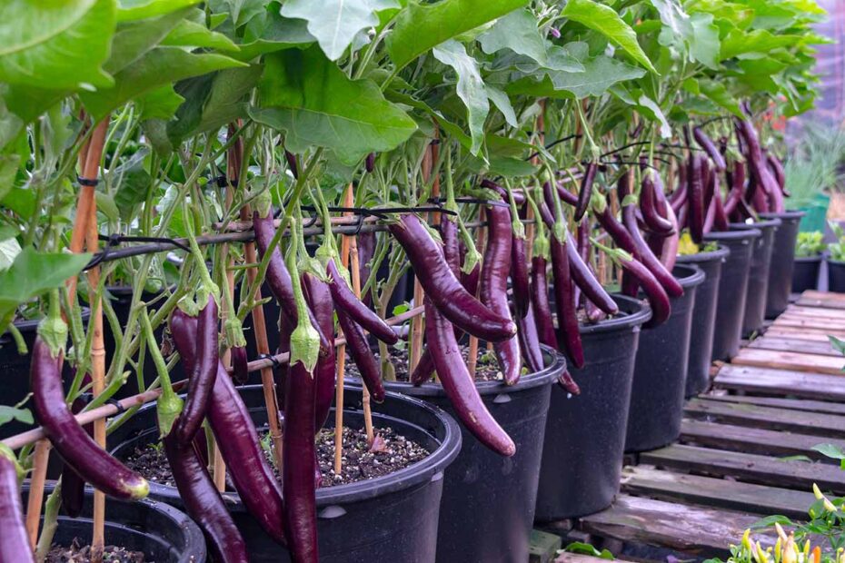 Do Eggplants Need a Lot of Water