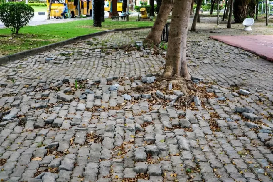 Do Ficus Trees Have Invasive Roots