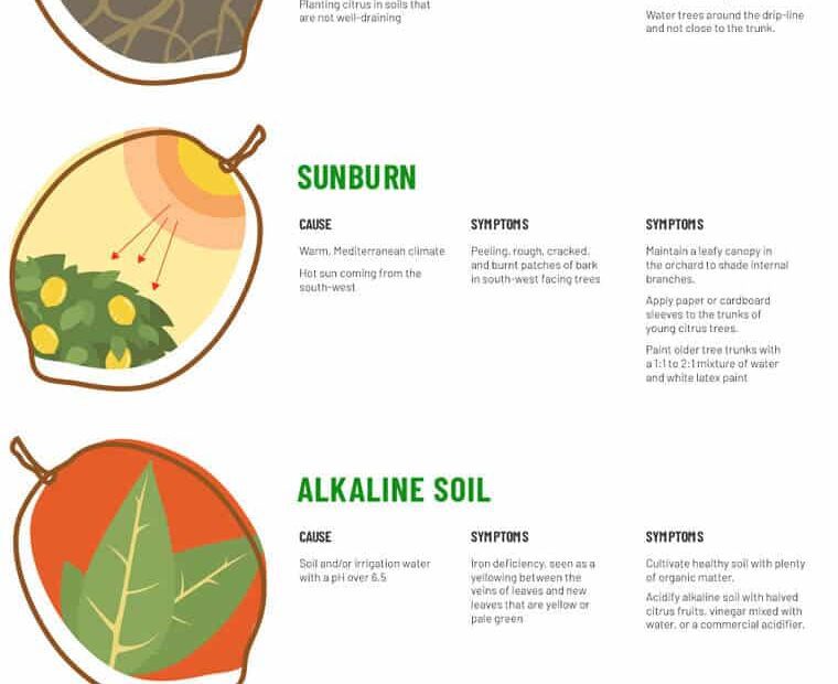 do fruit trees like acidic soil