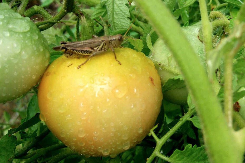 Do Grasshoppers Eat Tomato Plants