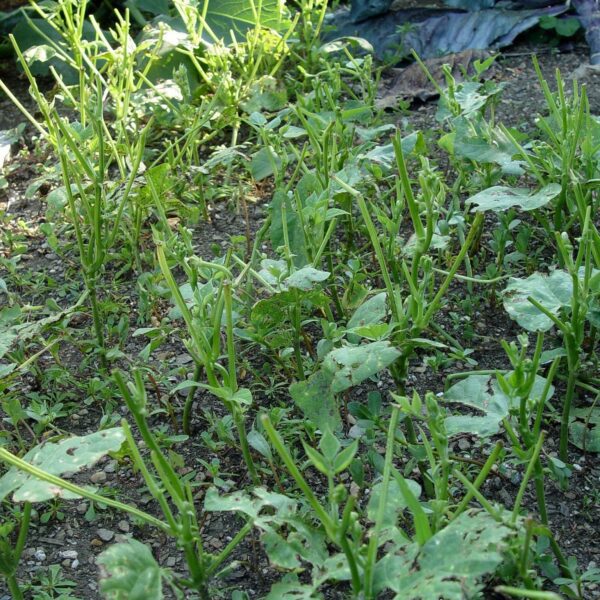 do groundhogs eat cucumber plants