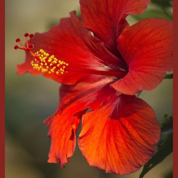 do hibiscus flowers close at night