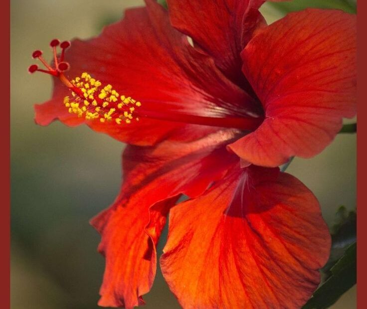 do hibiscus flowers close at night