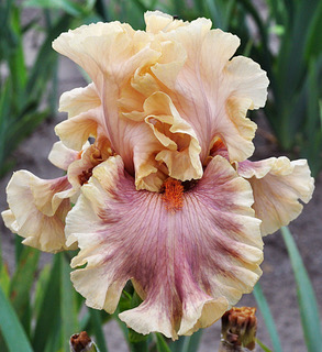 Do Iris Make Good Cut Flowers