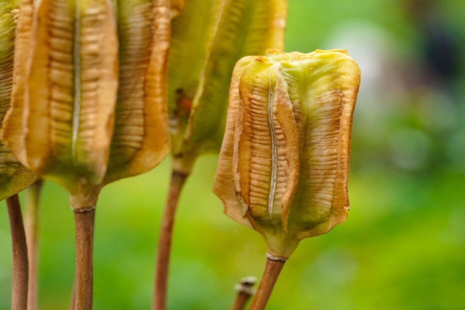 Do Iris Produce Seed Pods