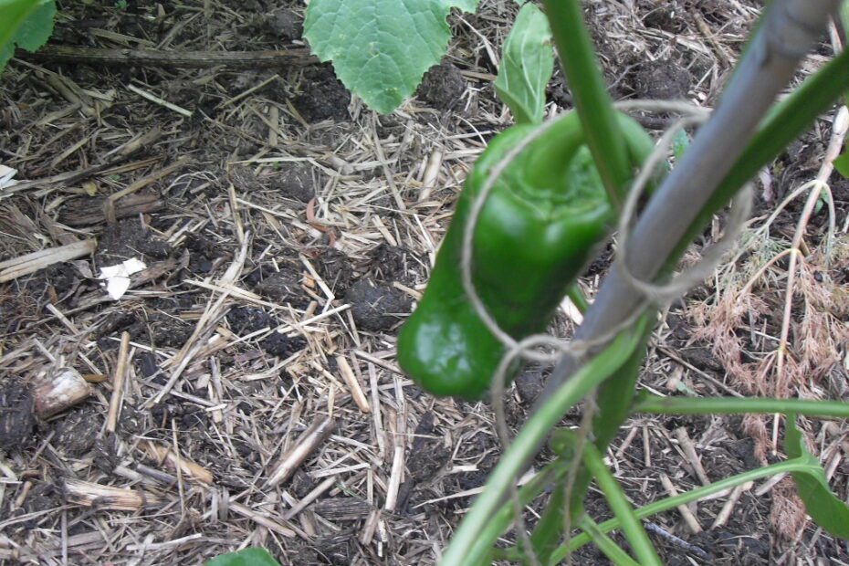 Do Jalapeno Plants Like Coffee Grounds