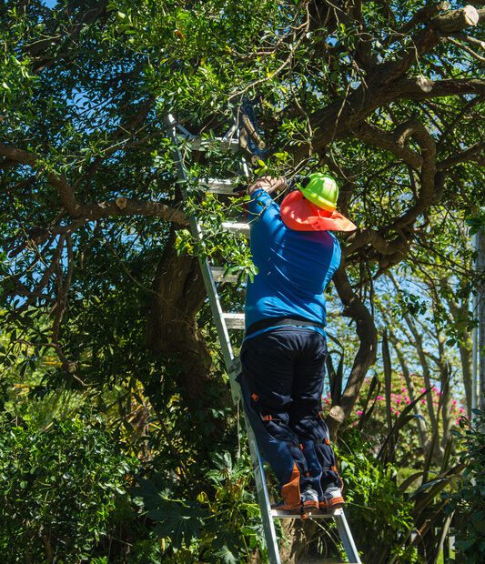 Do Landscapers Trim Trees